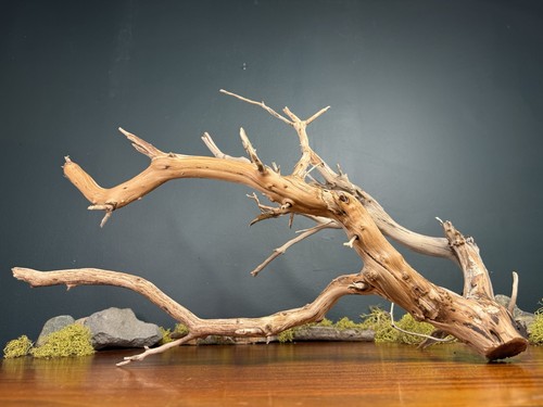 Large manzanita - large, 20”