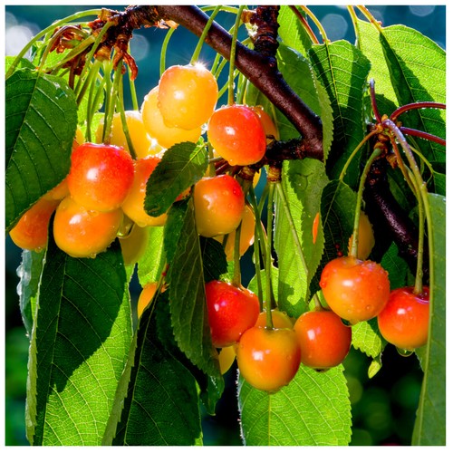 Merton glory cherry tree - glory, 3-4ft