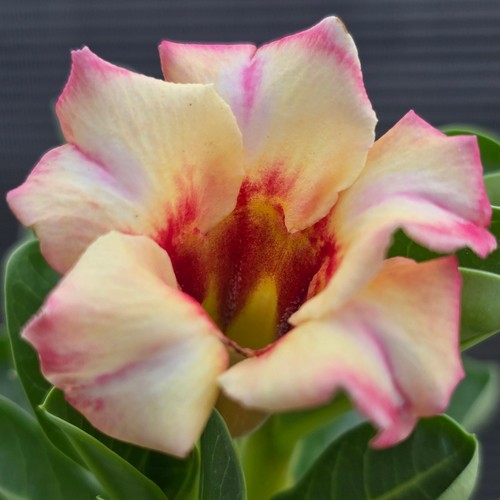 Exotic desert rose plant - exotic,