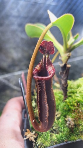 Nepenthes lowii murud sale - "murud", ,