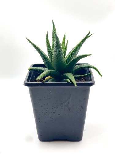 Haworthia fasciata rooted