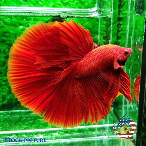Live betta fish - -, quality
