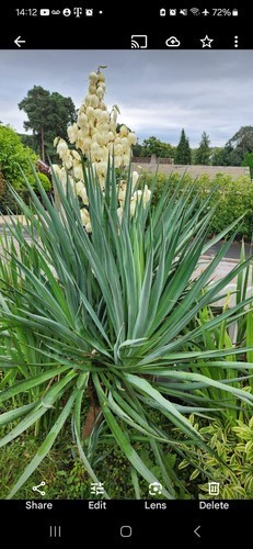 Yucca rostrata 130cm pick up - yucca,
