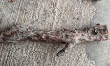 Yew log dry stored 20 years