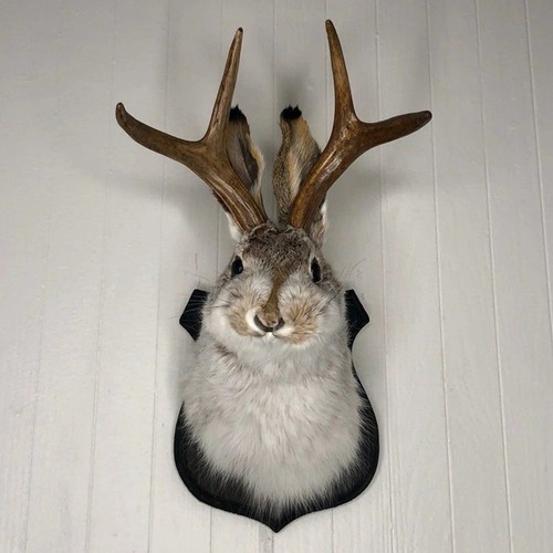 Animal wall sculpture - sculpture, –