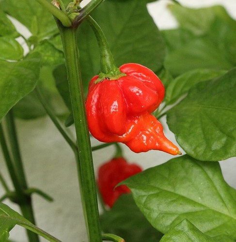 Capsicum chilli pepper - chilli,