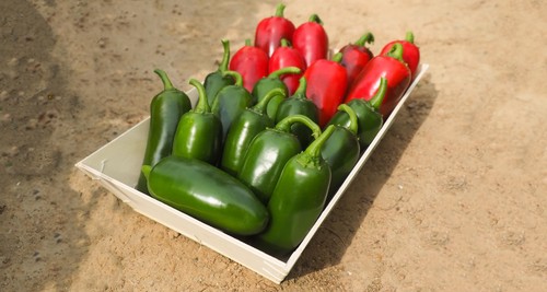 Chilli pepper jalapeno - chilli,