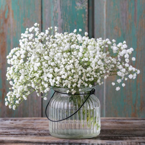 Baby breath white - baby's,