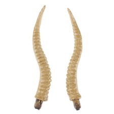 8\" Antelope Sheep Horn Forest