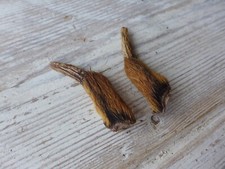 Pair of Muntjac Deer Antlers Taxidermy Any Crafts Projects Collector VV-06