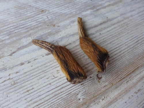 Pair muntjac deer antlers - of,