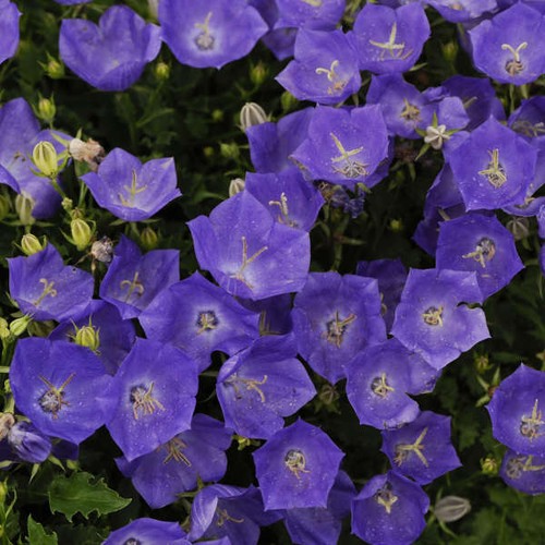 Campanula pearl deep blue - pearl,