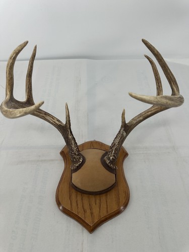 Whitetail deer antlers - deer, wall