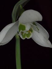 Galanthus Faringdon Double