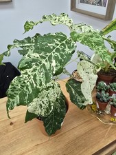 Ficus 'Snowstorm' - Houseplant