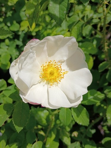 Hebe lip old garden - hebe's,