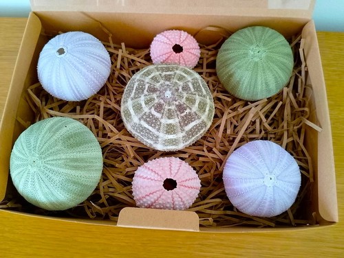 Real sea urchins mixed - urchins,