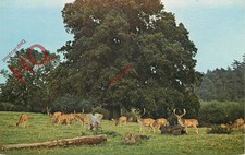 Picture Postcard_ Fallow Deer, In the New Forest