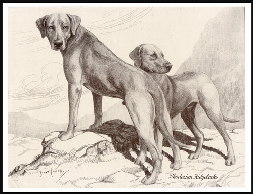 Rhodesian ridgeback two dogs - rhodesian,