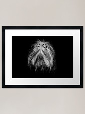 Italian Spinone Nose by