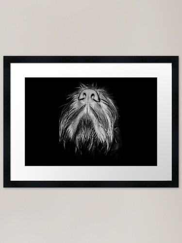 Italian spinone nose - spinone,