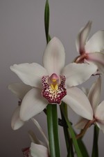 White & Red Cymbidium Orchid Live Plant - Not In Bloom