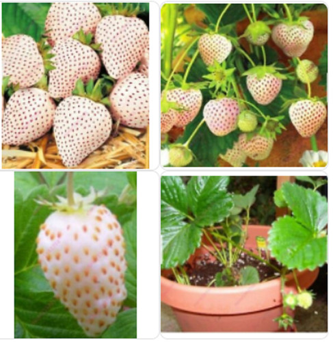 Rare white alpine strawberry - white,