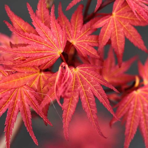 Acer palmatum phoenix in a - palmatum, "phoenix"