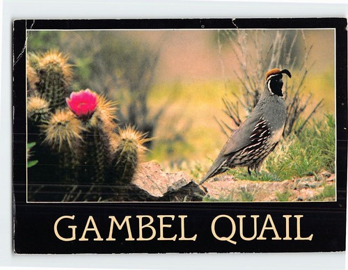Postcard gambel quail bird - postcard,