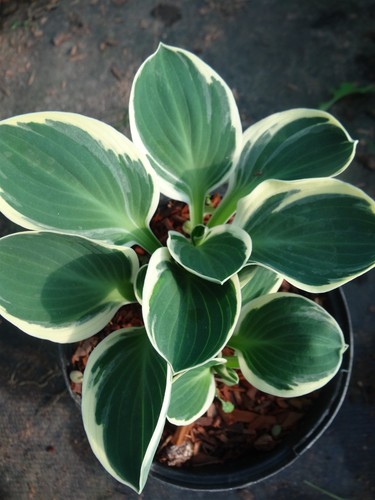 Premium hosta funny - 'funny, mouse'