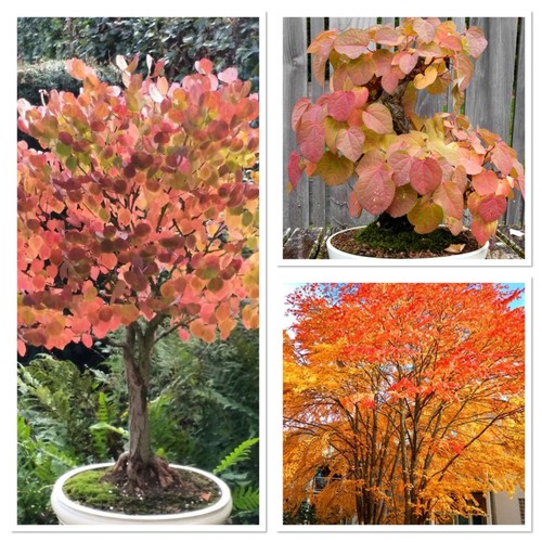 Katsura tree ideal bonsai - tree!,