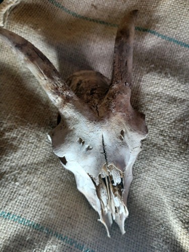 Genuine goat skull with - skull,