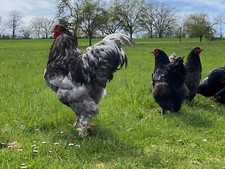 10 (NO) HATCHING EGGS Brahma