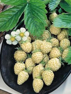 White alpine strawberry - alpine, (wild)