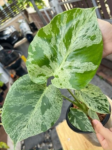 Monstera bulbasaur variegated - monstera,