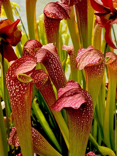 Sarracenia excellens giant - sarracenia,