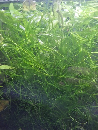 Guppy grass grams - grass, 15