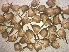 10 LIVE Large Chinese Praying