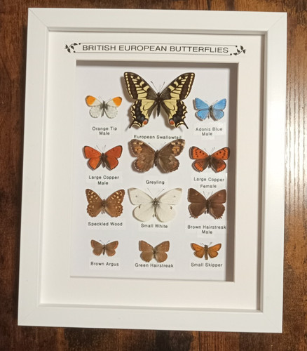 Taxidermy real framed british - real,
