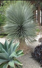 YUCCA ROSTRATA BLUE SWAN 100 CM HIGH SUPPLIED IN A 24 Cm POT 