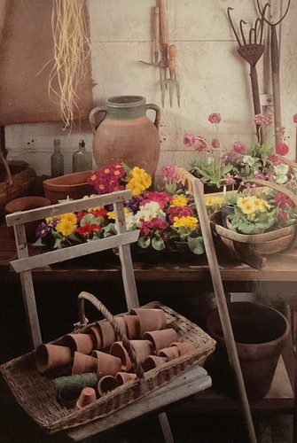 Potting shed birthday - shed,