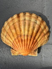 Beautiful Golden Natural Real