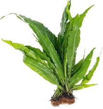 BUY 2 GET 1 FREE Java Fern
