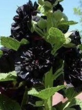 30 x Seeds Hollyhock Mallow