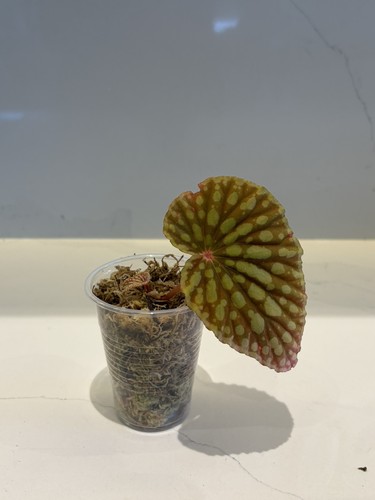Begonia chlorosticta - begonia,