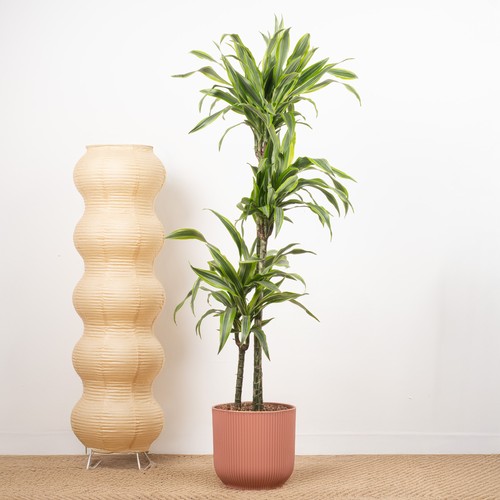 Dracaena lemon lime - dracaena, &