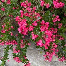 Large Escallonia Donard