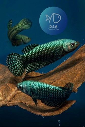 Female live betta fish - -,