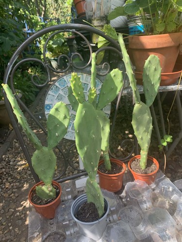 Pear cactus plant - cactus, 13-16
