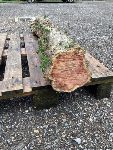 Yew log timber fresh - timber,